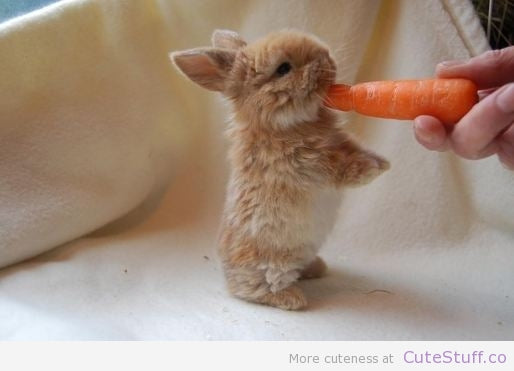 More Evidence Stressed Out Dieters Lose Health, Not Weight